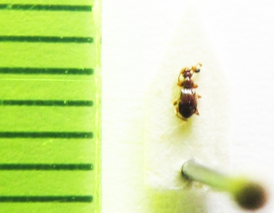 Bryaxis ruthenus  Russia, Crimea reg. - INSECTS-STORE.RU