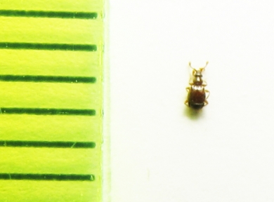 Bythinus macropalpus  Belorussia - INSECTS-STORE.RU