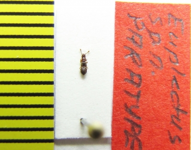 Euplectus abkhazicus  Abkhazia  PARATYPUS - INSECTS-STORE.RU