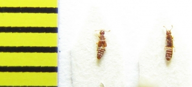 Euplectus karstenii  Belorussia - INSECTS-STORE.RU