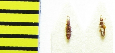 Euplectus karstenii  Belorussia - INSECTS-STORE.RU