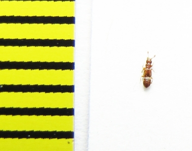 Euplectus nanus  Belorussia - INSECTS-STORE.RU