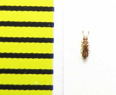 Euplectus punctatus  Belorussia - INSECTS-STORE.RU