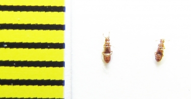 Euplectus signatus  Belorussia - INSECTS-STORE.RU