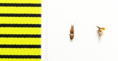 Euplectus signatus  Belorussia - INSECTS-STORE.RU