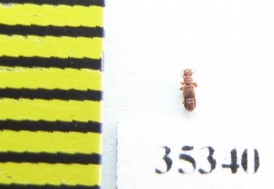 Euplectus sp.  Russia, Tver reg. - INSECTS-STORE.RU