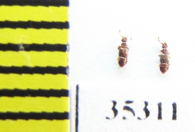 Euplectus sp., Russia, Tver reg   (myrmecophilous) - INSECTS-STORE.RU