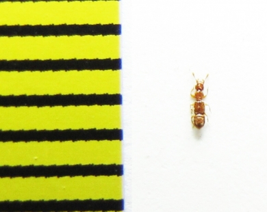 Plectophloeus nitidus  Belorussia - INSECTS-STORE.RU