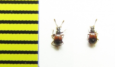 Rybaxis longicornis  Belorussia - INSECTS-STORE.RU