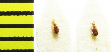 Trimium brevicorne  Russia, Tver reg. - INSECTS-STORE.RU