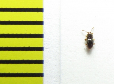 Cephennium majus  Russia, Tver reg. - INSECTS-STORE.RU