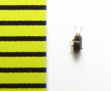 Cephennium majus  Russia, Tver reg. - INSECTS-STORE.RU