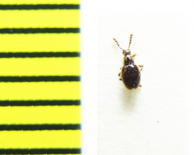 Euconnus claviger  Belorussia (myrmecophilous) - INSECTS-STORE.RU