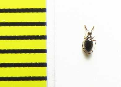 Euconnus claviger  Belorussia (myrmecophilous) - INSECTS-STORE.RU