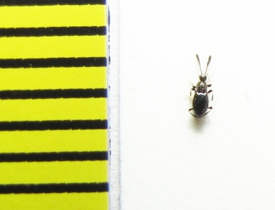 Euconnus fimetarius  Belorussia - INSECTS-STORE.RU