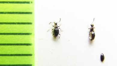 Euconnus hirticollis  Belorussia - INSECTS-STORE.RU