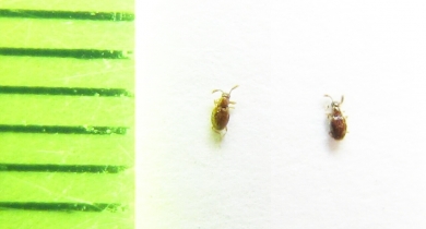 Euconnus maekleni  Belorussia - INSECTS-STORE.RU