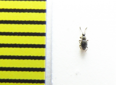 Euconnus wetterhallii  Belorussia - INSECTS-STORE.RU