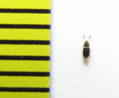 Eutheia scydmaenoides  Belorussia - INSECTS-STORE.RU