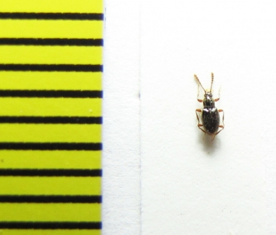 Neuraphes angulatus  Belorussia - INSECTS-STORE.RU