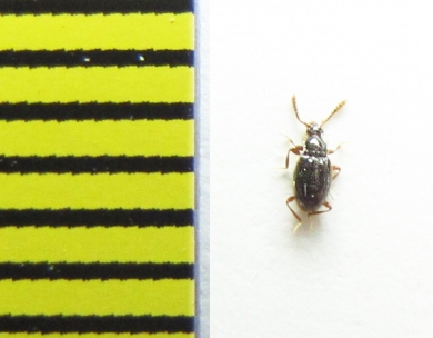 Neuraphes angulatus  Belorussia - INSECTS-STORE.RU