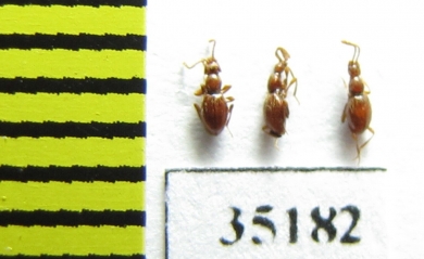 Scydmaenus hellwigi, pair  Russia, Tver reg. (myrmecophilous) - INSECTS-STORE.RU