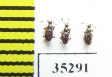 Scydmaenus tarsatus  Russia, Tver reg. - INSECTS-STORE.RU