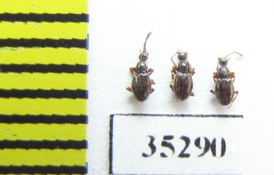 Scydmaenus tarsatus  Russia, Tver reg. - INSECTS-STORE.RU