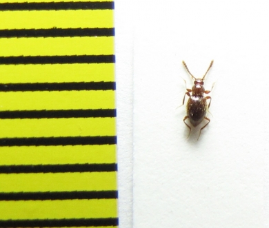 Stenichnus godarti  Belorussia - INSECTS-STORE.RU