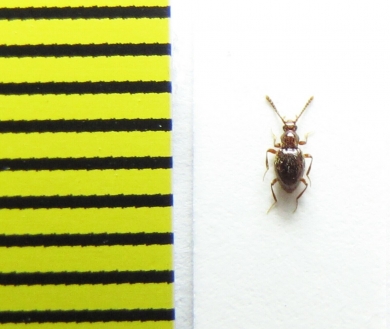 Stenichnus godarti  Belorussia - INSECTS-STORE.RU