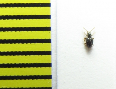 Stenichnus scutellaris  Belorussia - INSECTS-STORE.RU