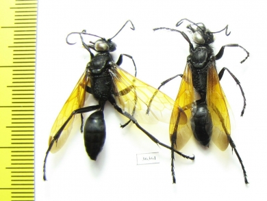 Hymenoptera sp.  India - INSECTS-STORE.RU