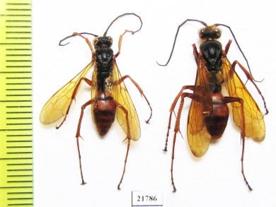 Hymenoptera sp.  Colombia - INSECTS-STORE.RU