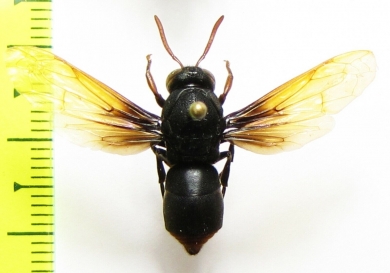 Hymenoptera sp.  Indonesia, Lombok isl. - INSECTS-STORE.RU