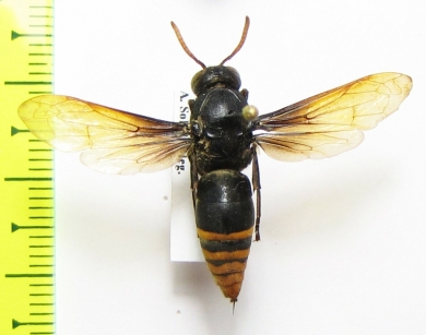 Hymenoptera sp.  Indonesia, Papua - INSECTS-STORE.RU