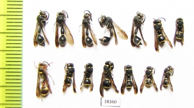 Hymenoptera sp.  Laos - INSECTS-STORE.RU