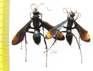 Hymenoptera sp.  Madagascar - INSECTS-STORE.RU