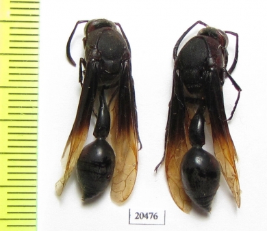 Hymenoptera sp.  Madagascar - INSECTS-STORE.RU