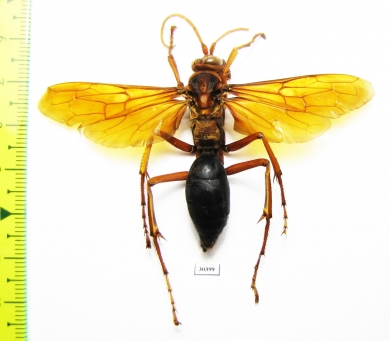 Hymenoptera sp.  Malaysia - INSECTS-STORE.RU