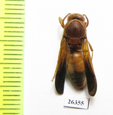 Hymenoptera sp.  Oman - INSECTS-STORE.RU