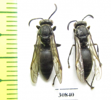 Hymenoptera sp.  Peru - INSECTS-STORE.RU