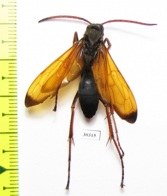 Hymenoptera sp.  South Africa Rep. - INSECTS-STORE.RU