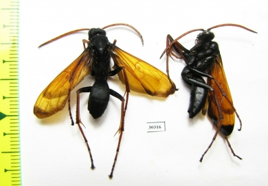 Hymenoptera sp.  South Africa Rep. - INSECTS-STORE.RU