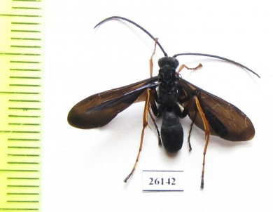 Hymenoptera sp.  South Africa Rep. - INSECTS-STORE.RU