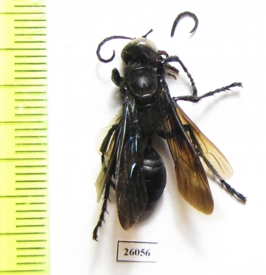 Hymenoptera sp.  South Africa Rep. - INSECTS-STORE.RU