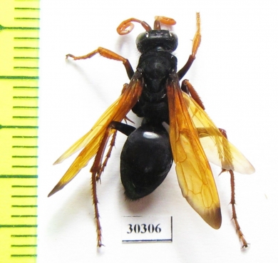 Hymenoptera sp.  South Africa Rep. - INSECTS-STORE.RU