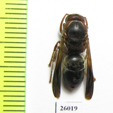 Hymenoptera sp.  South Africa Rep. - INSECTS-STORE.RU