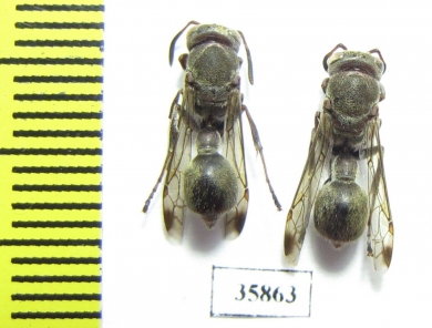 Hymenoptera sp.  Tanzania - INSECTS-STORE.RU