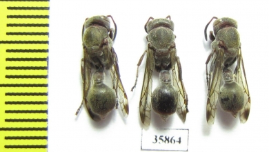 Hymenoptera sp.  Tanzania - INSECTS-STORE.RU