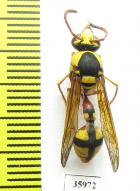 Hymenoptera sp.  Tanzania - INSECTS-STORE.RU